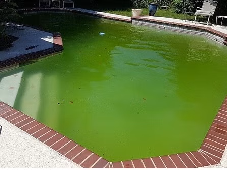 Green, neglected pool before an acid wash